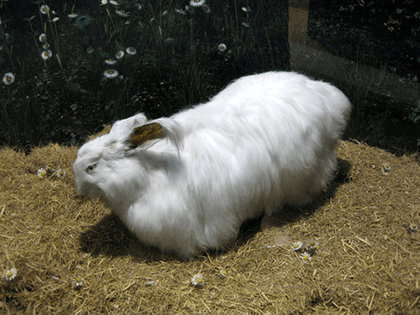 Angora Tavşanı Hakkında